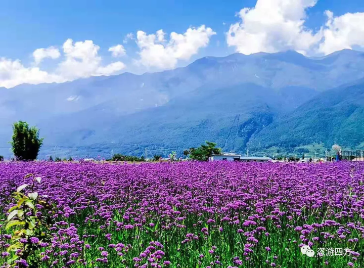 大理·从花海到苍山|穿过稻香，抵达中国最美尼姑庵 - 知乎