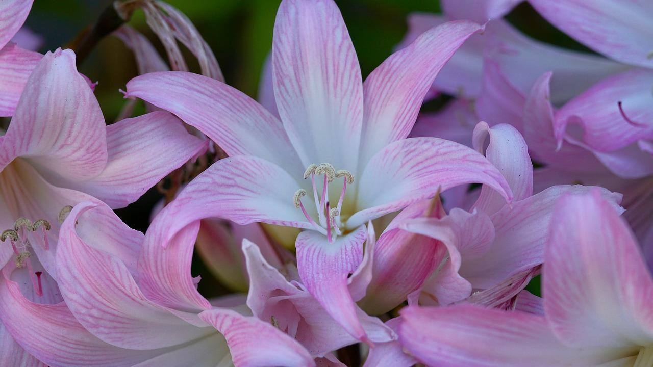 如何给百香果授粉