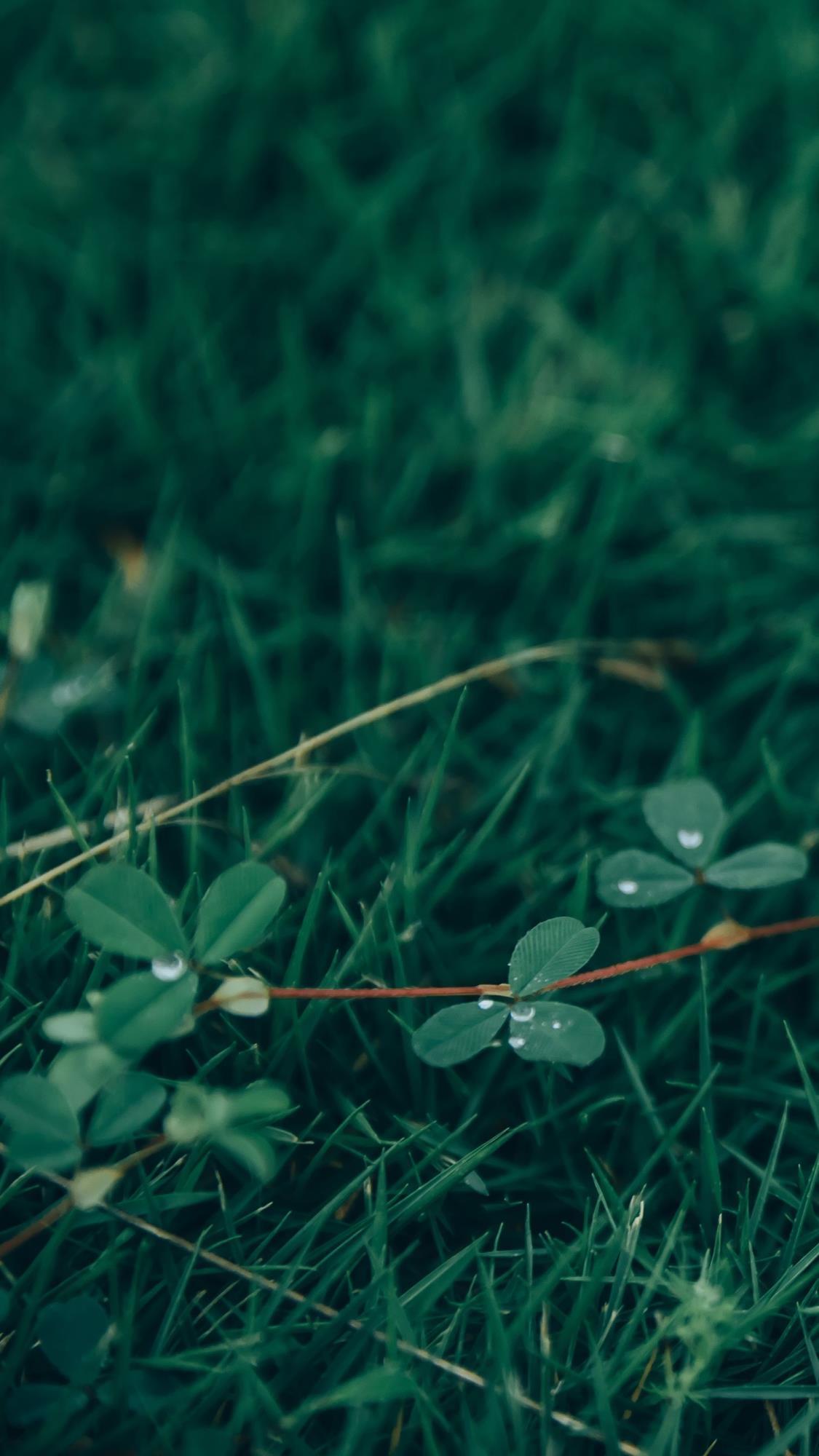 有没有关于绿色的图片