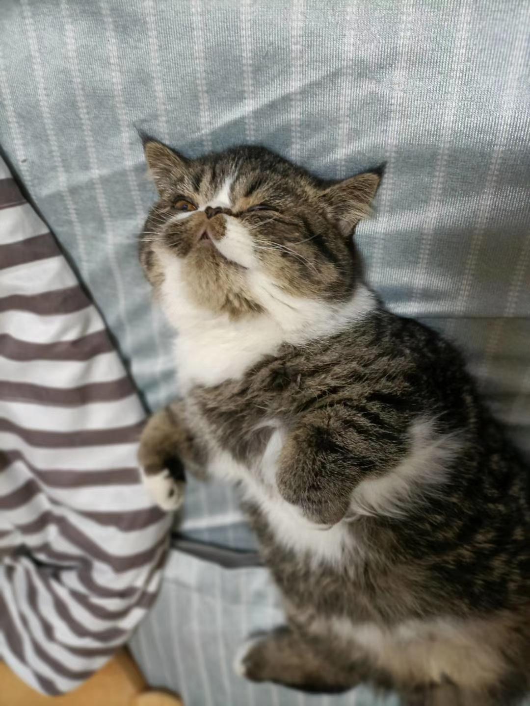 李成歌
