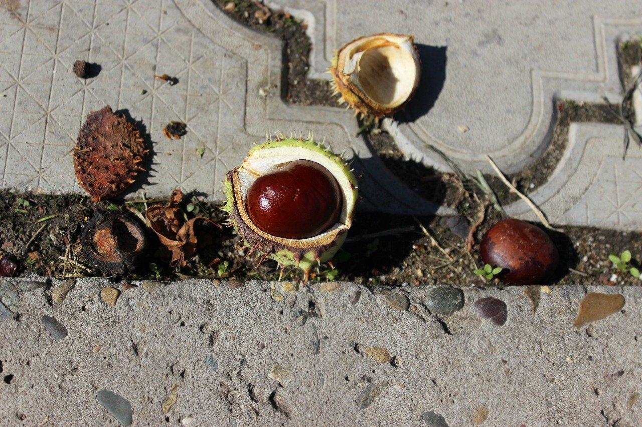 3. 核桃批发价格