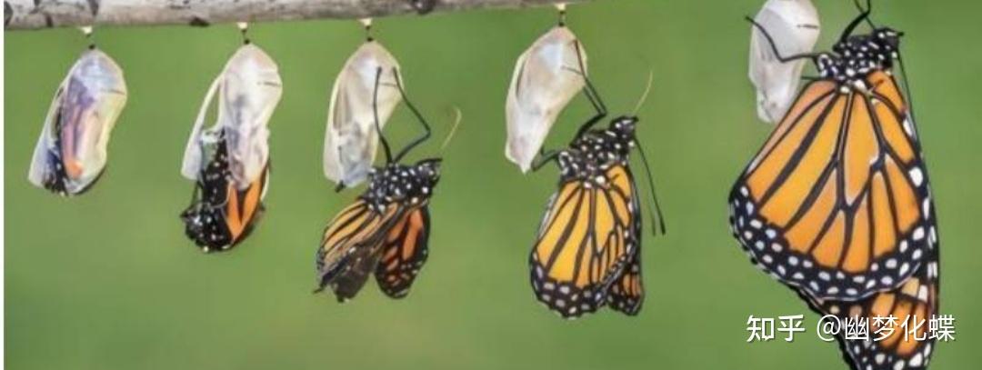 毛毛虫化蝶有失败的吗