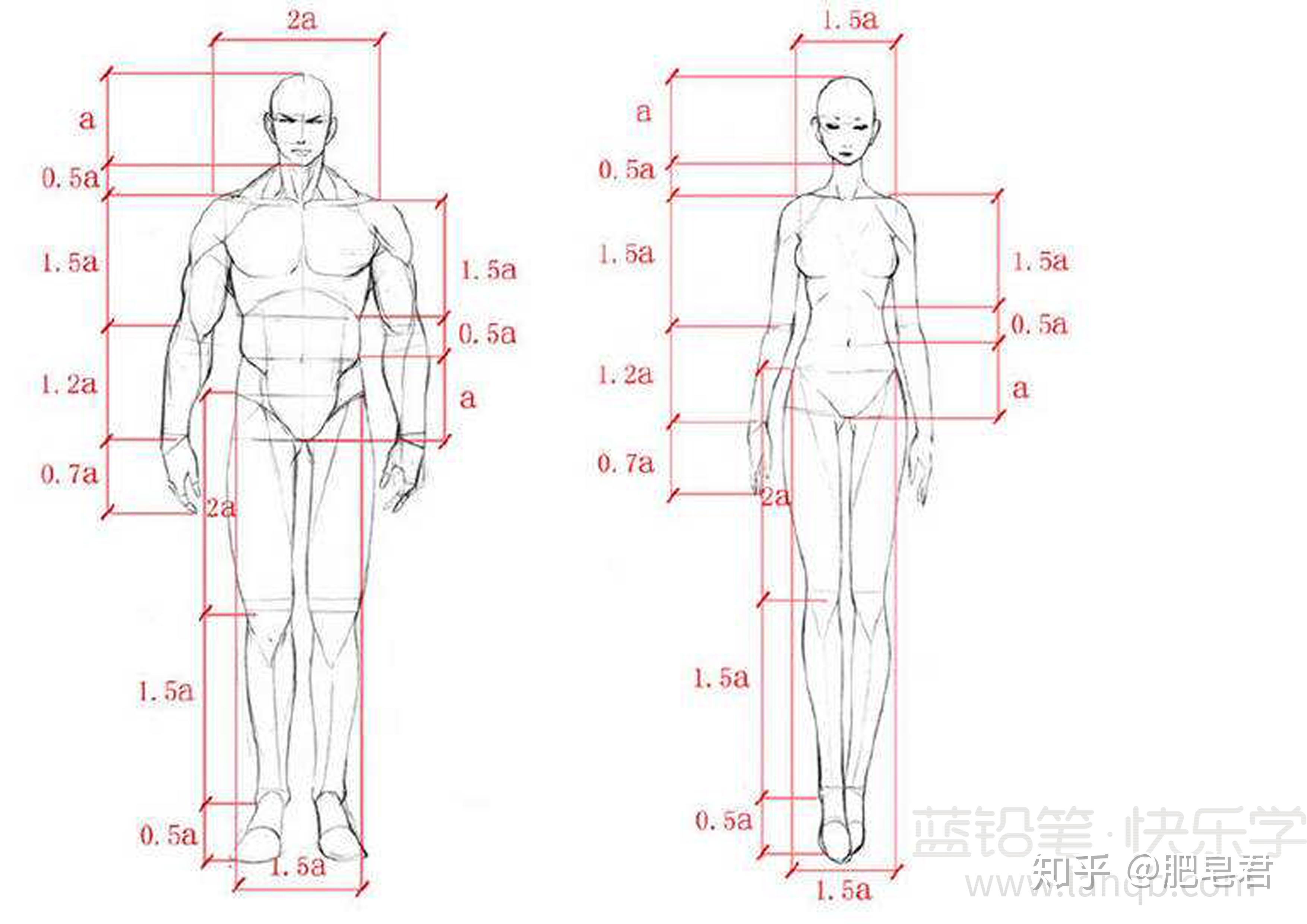 八头身身材比例图片
