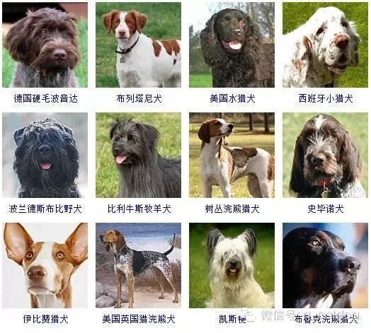 178种狗狗,你认识多少? - 知乎