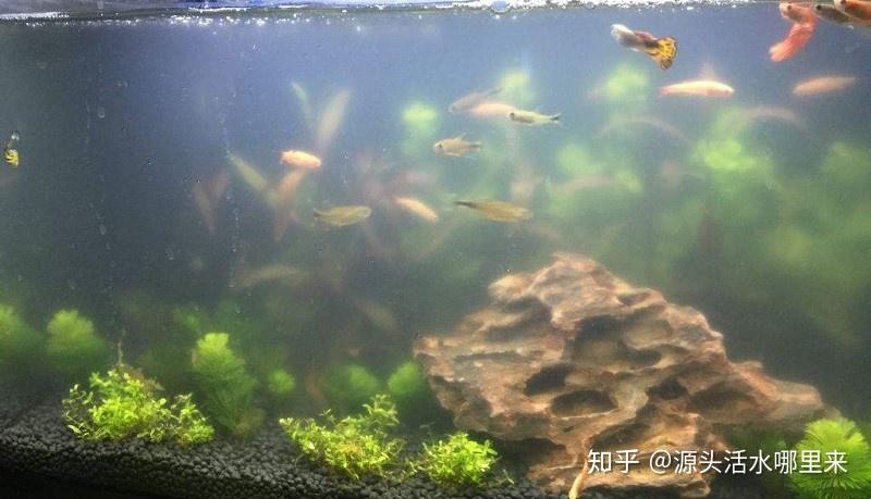 怎么养鱼才能让水不变黄 v2-d4bf68d16a05280762b4b8e81f1c1078_r.jpg