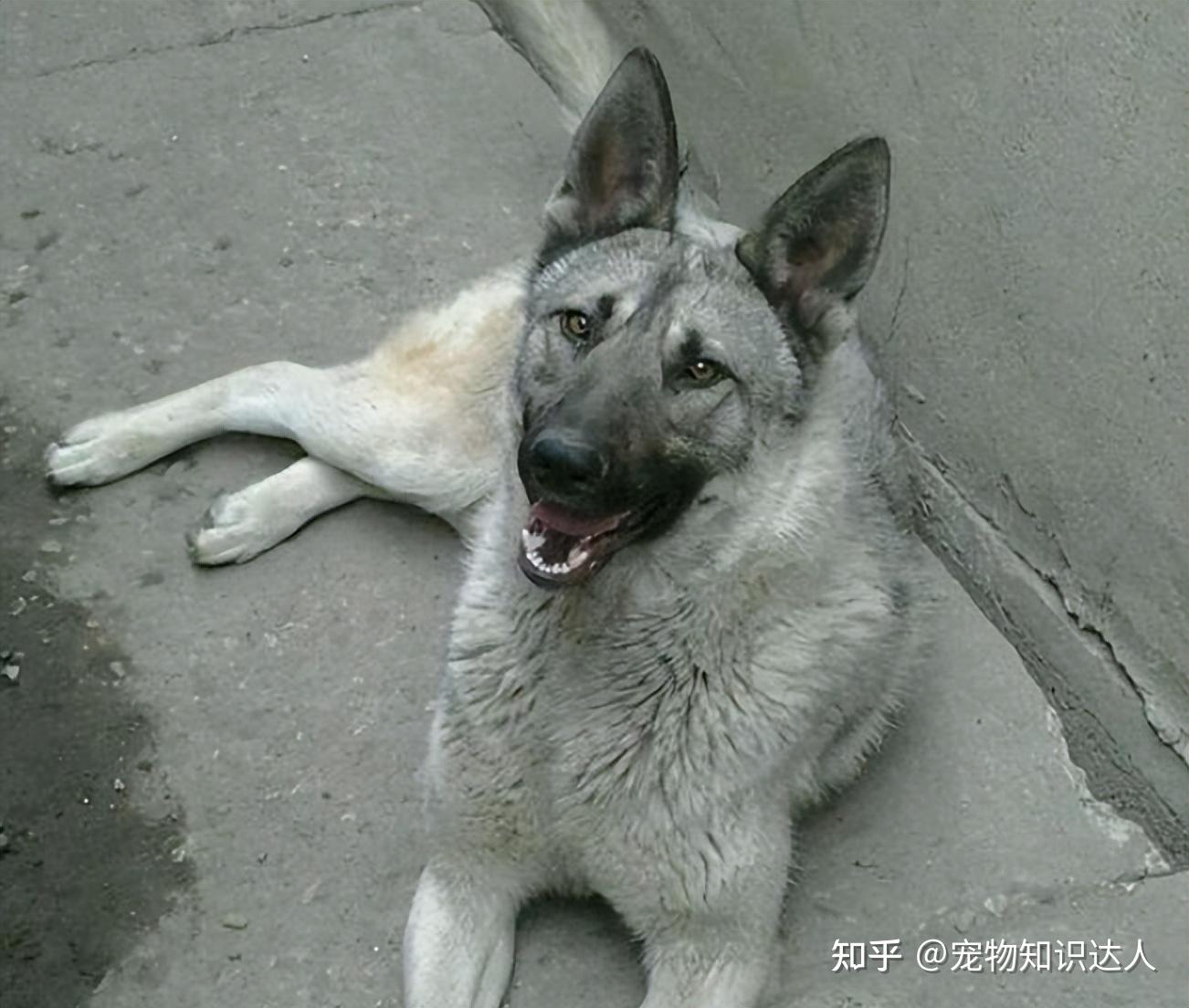 告诉你一个秘密:养狗,最好养狼青犬 - 知乎