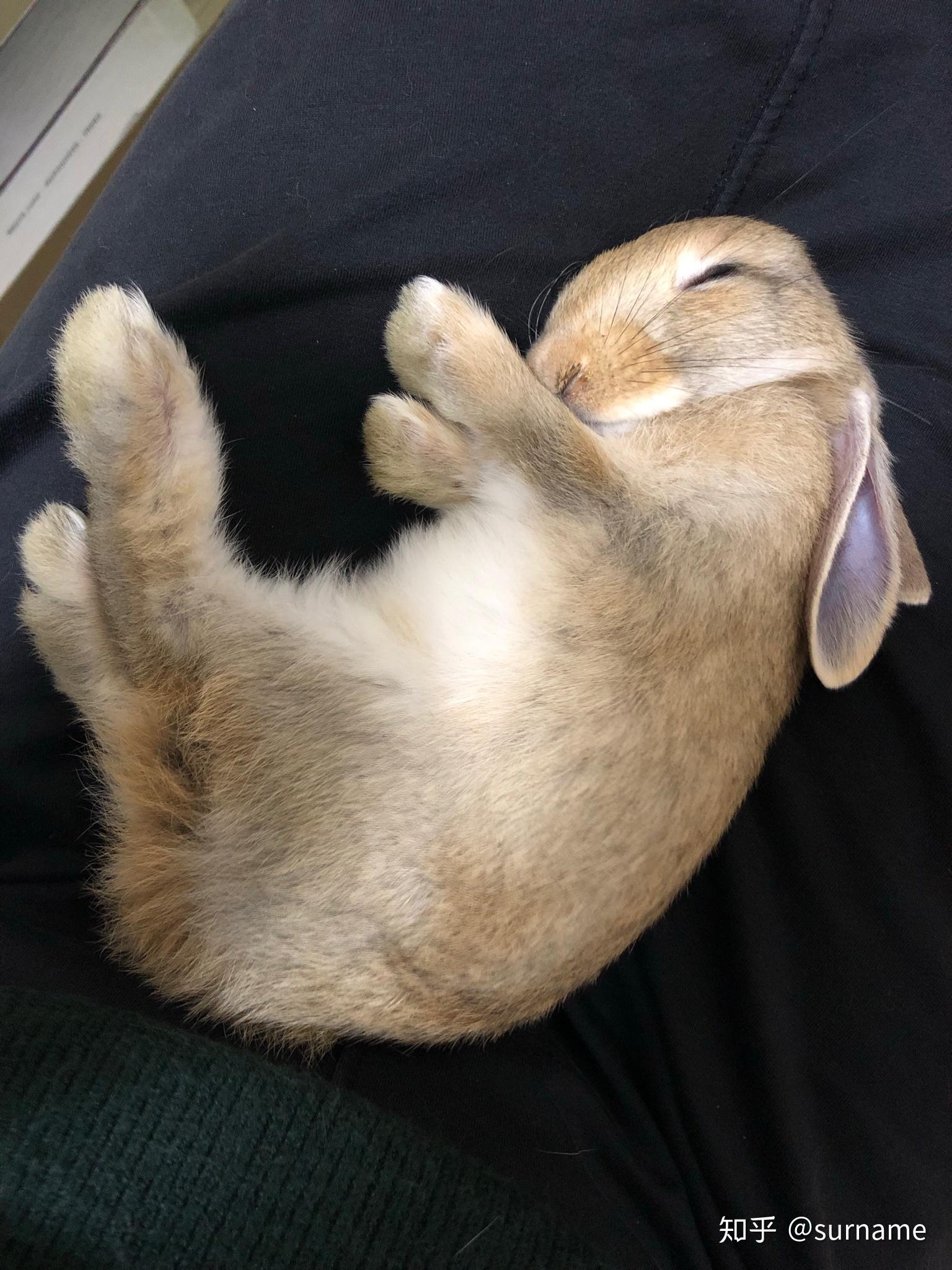 兔子睡觉姿势躺着图片