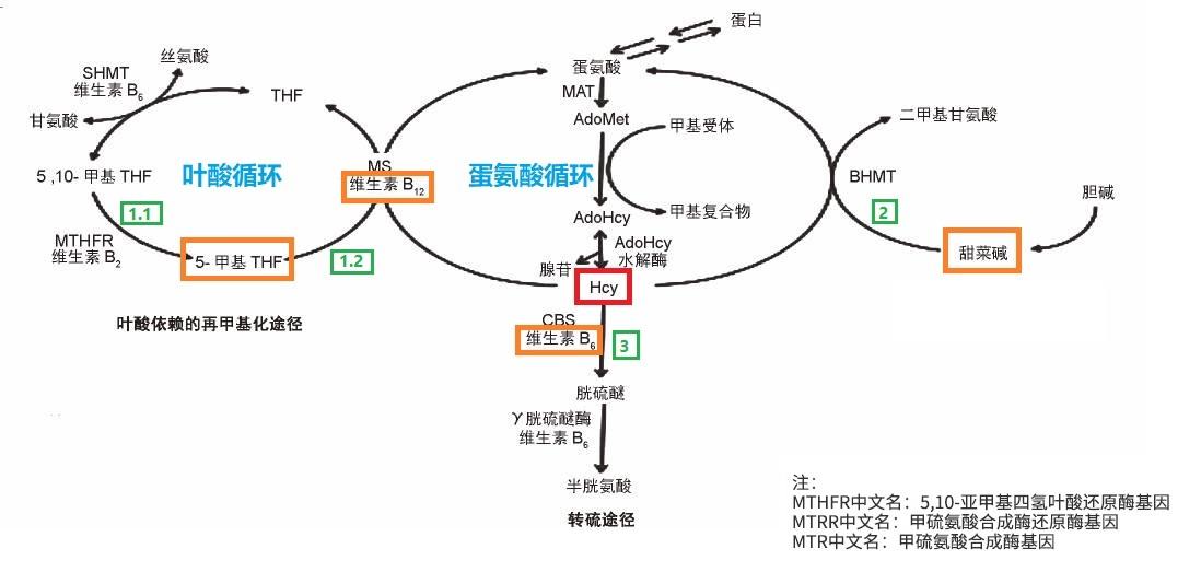 如何降低同型半胱氨酸? - 知乎