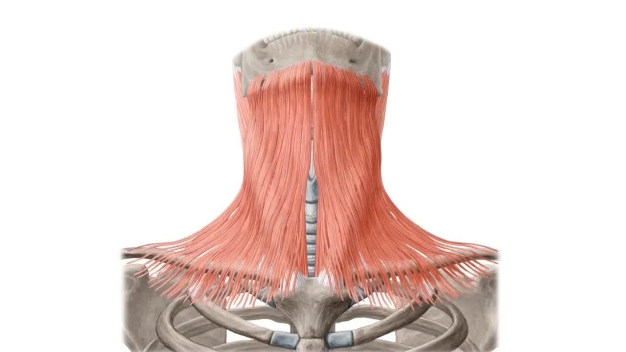 前斜角肌有筋结怎么办? - 知乎