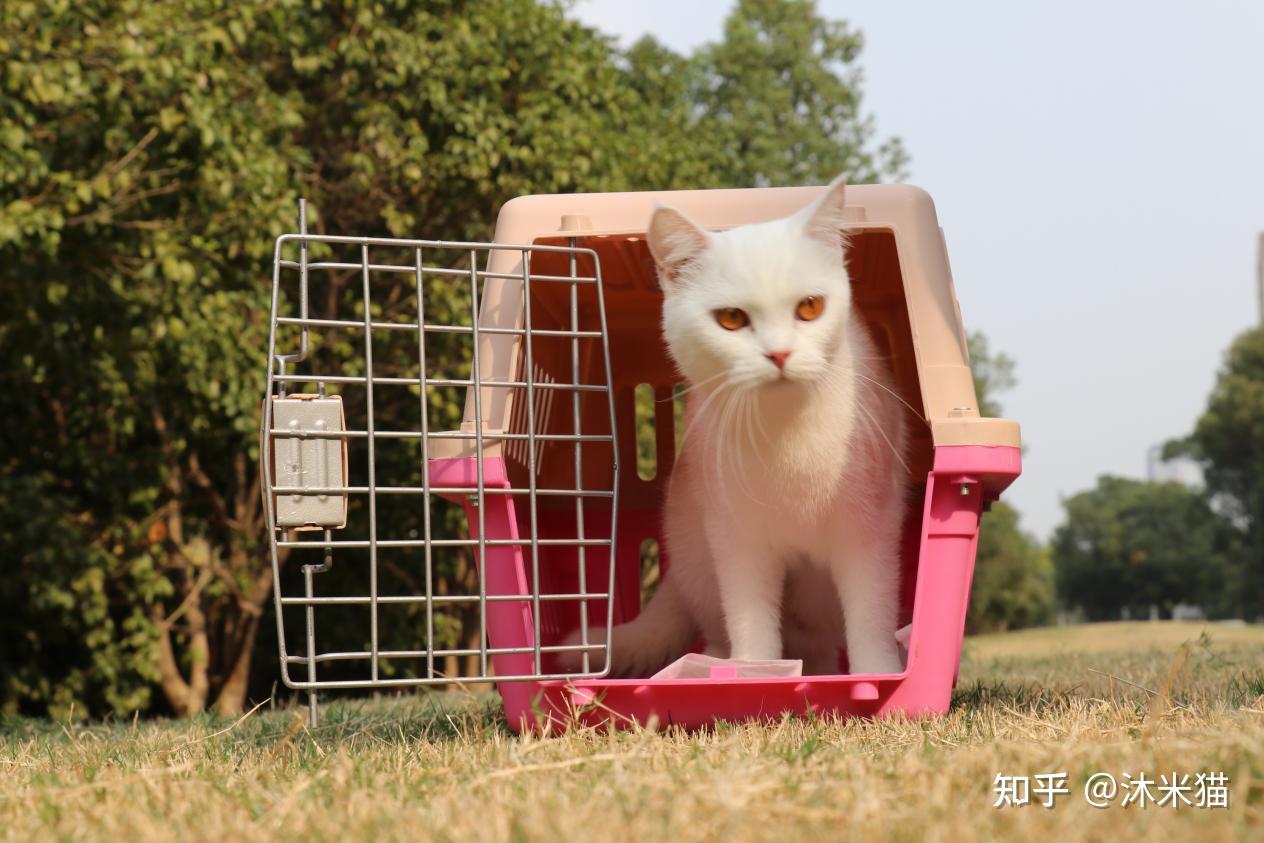 养猫攻略|科学养猫一个月要花多少钱? - 知乎