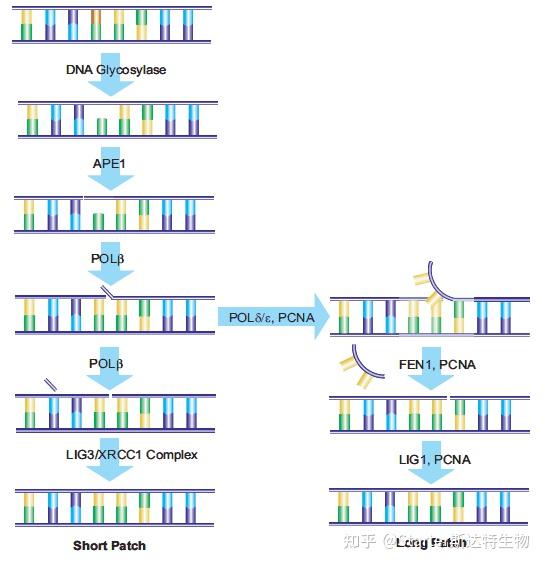 DNA 损伤与修复：细胞生命的精密调控机制 - 知乎