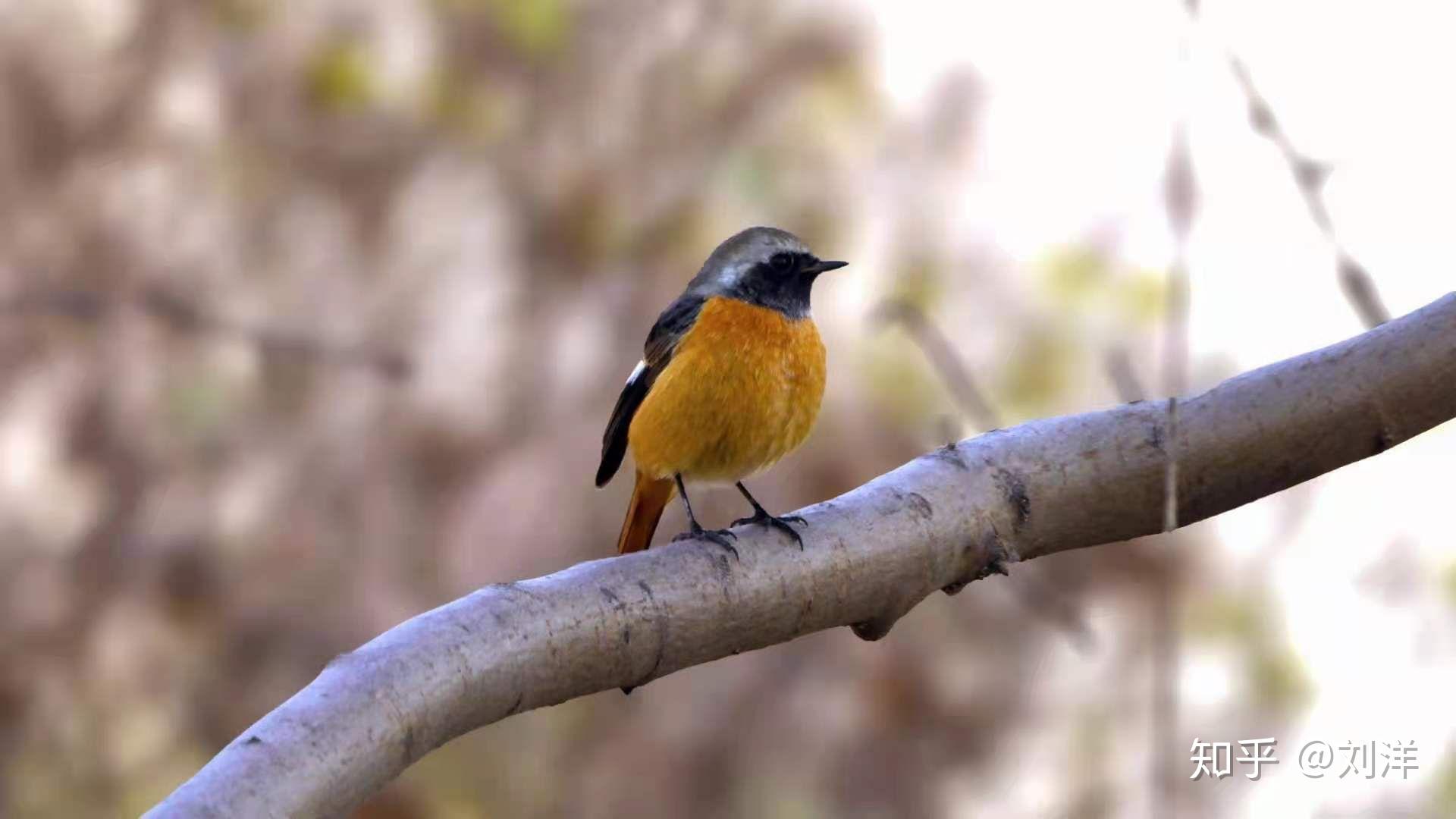 黑头红身(鲜艳的橙红色),体型比麻雀大 比鸽子小,是什么鸟?