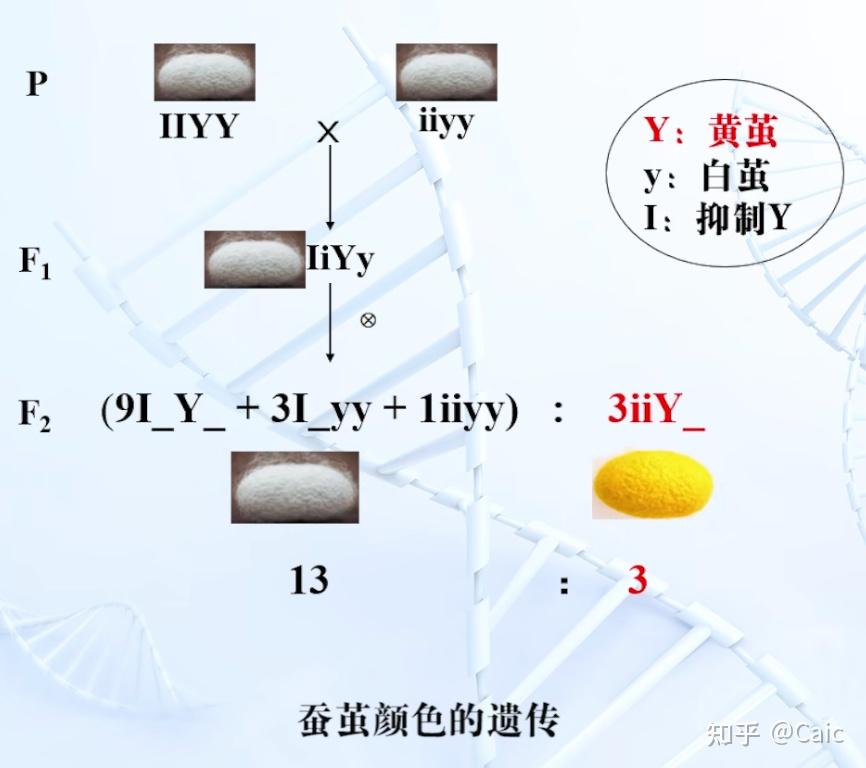 遗传学_3 孟德尔遗传定律 - 知乎