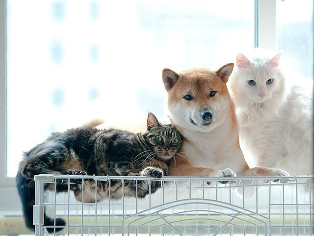 猫狗能读懂人类90%的肢体语言！播报文章 - 知乎