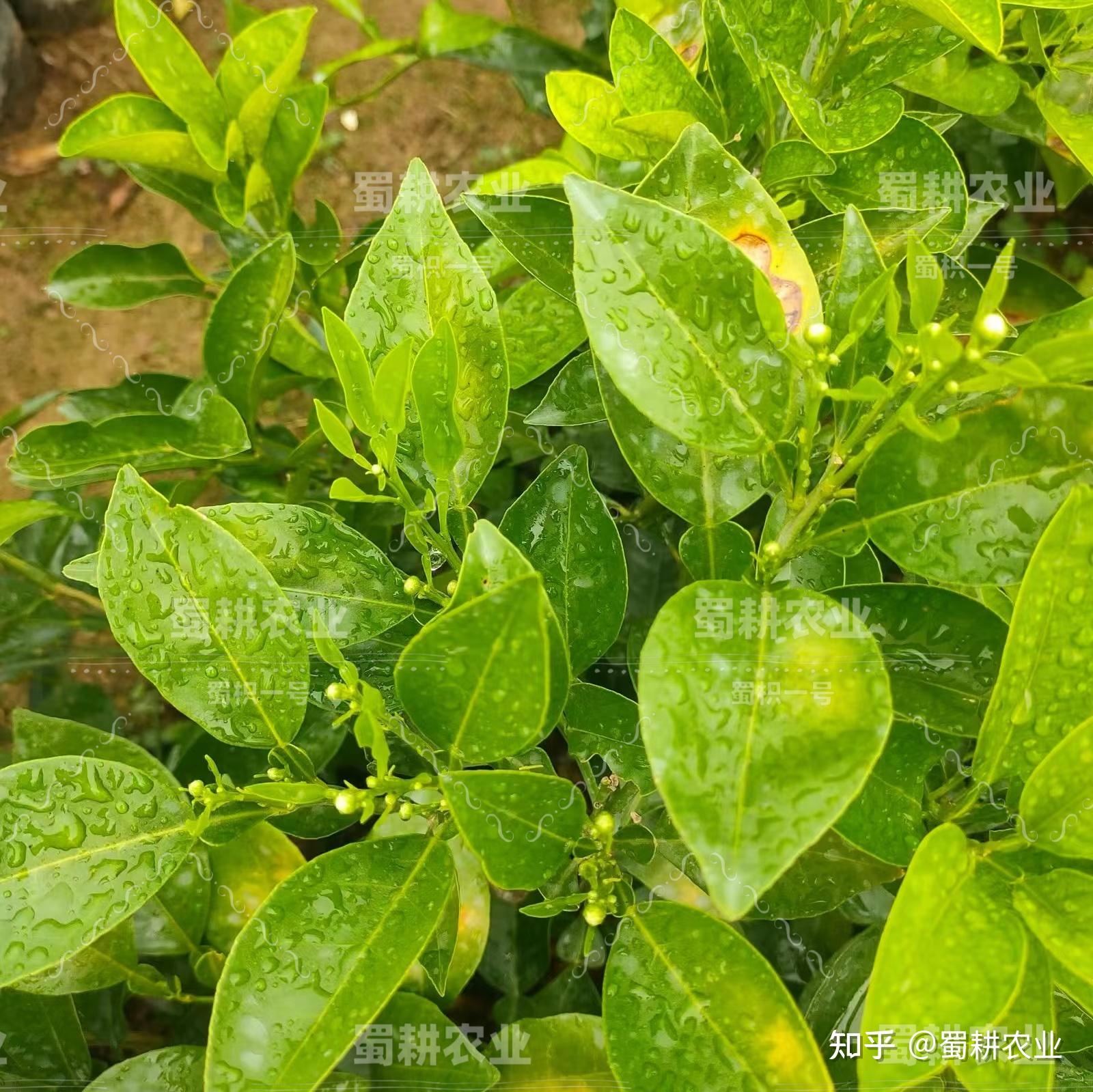 中药材解读|代代花枳壳|蜀枳一号的圆梦之路 - 知乎