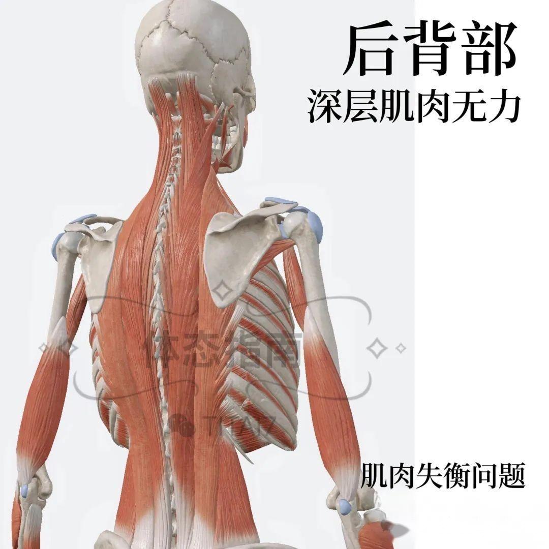 【头前伸】一篇文章告诉你关于探头的全部原因 - 知乎