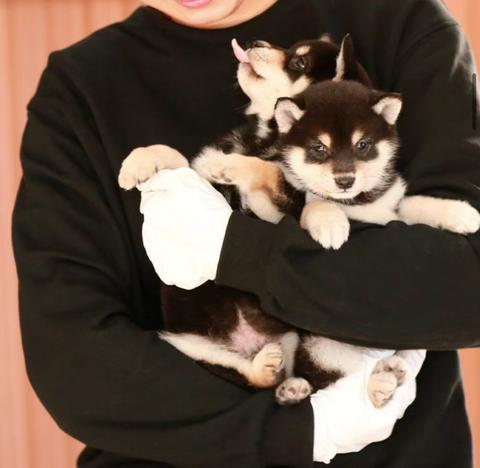 锋尚柴犬舍专营店从专业角度看‖马嘉祺的柴犬,柴六斤品相如何?