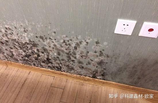 梅雨季即将来临你还在担心墙面长霉吗