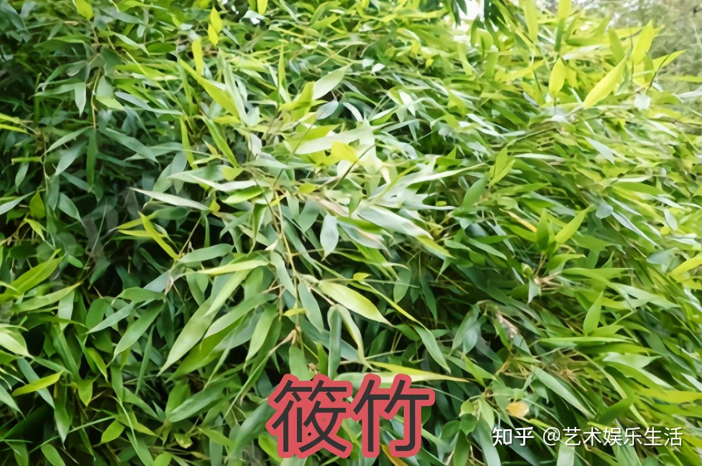 禾本科竹亚科的37种代表植物 - 知乎