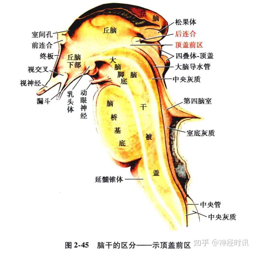 脑干腹侧面的结构图图片