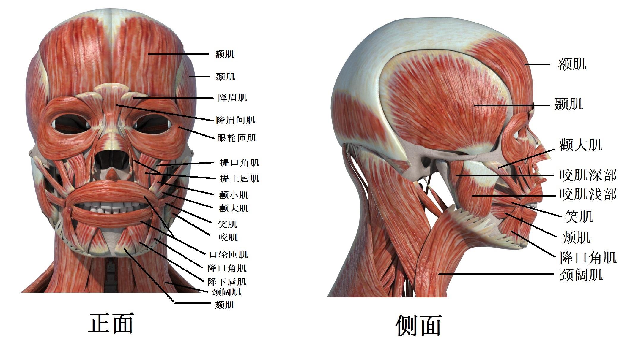 颞肌的作用图片