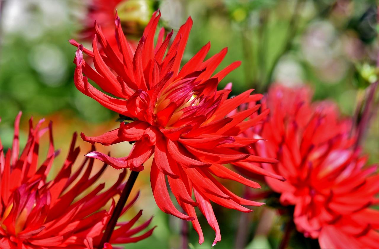 2. 大丽花多层折叠