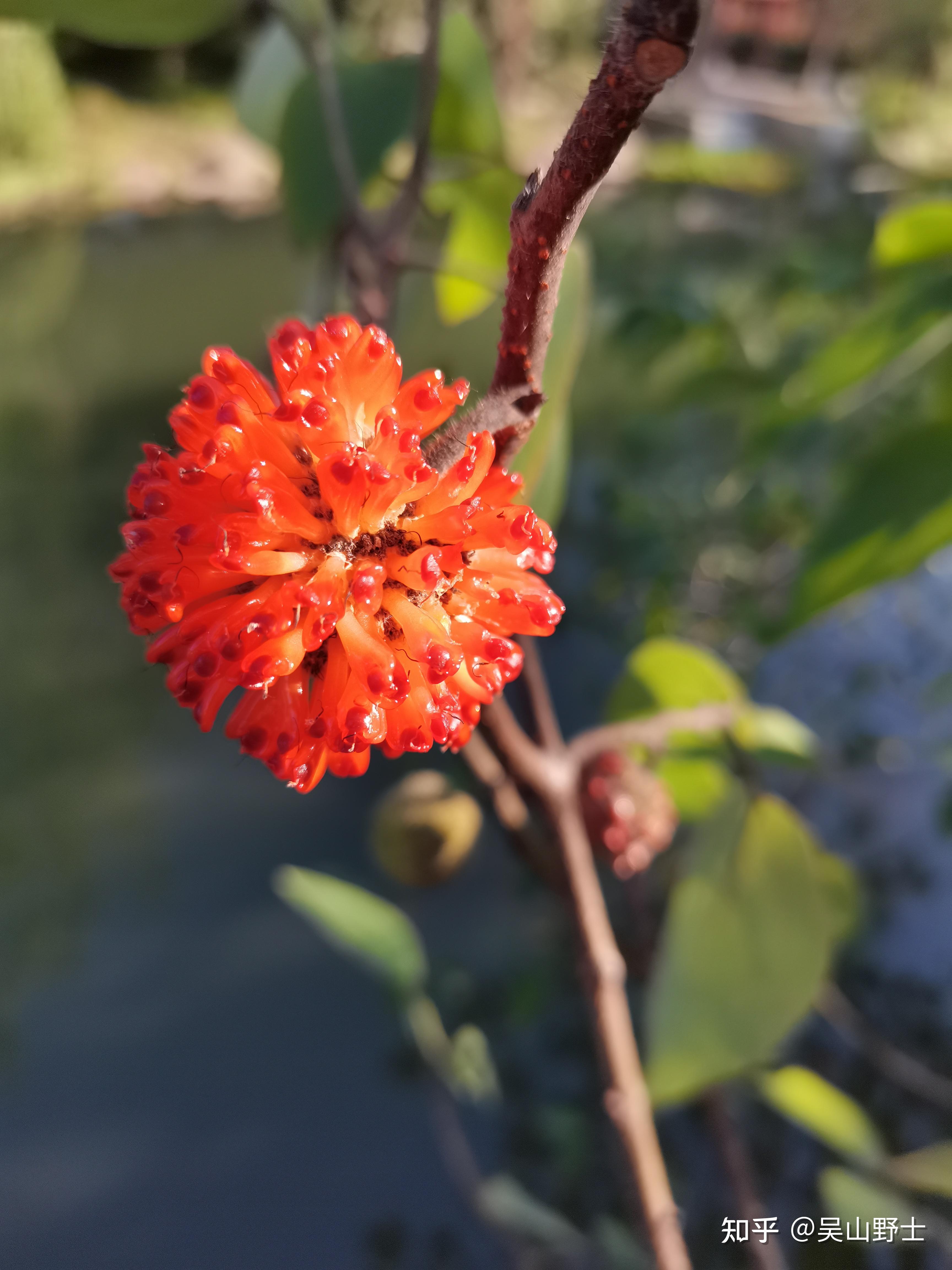 构树的别名:褚桃,楮实子,楮树,沙纸树,谷木,谷浆树,土桃树,假杨梅,哭