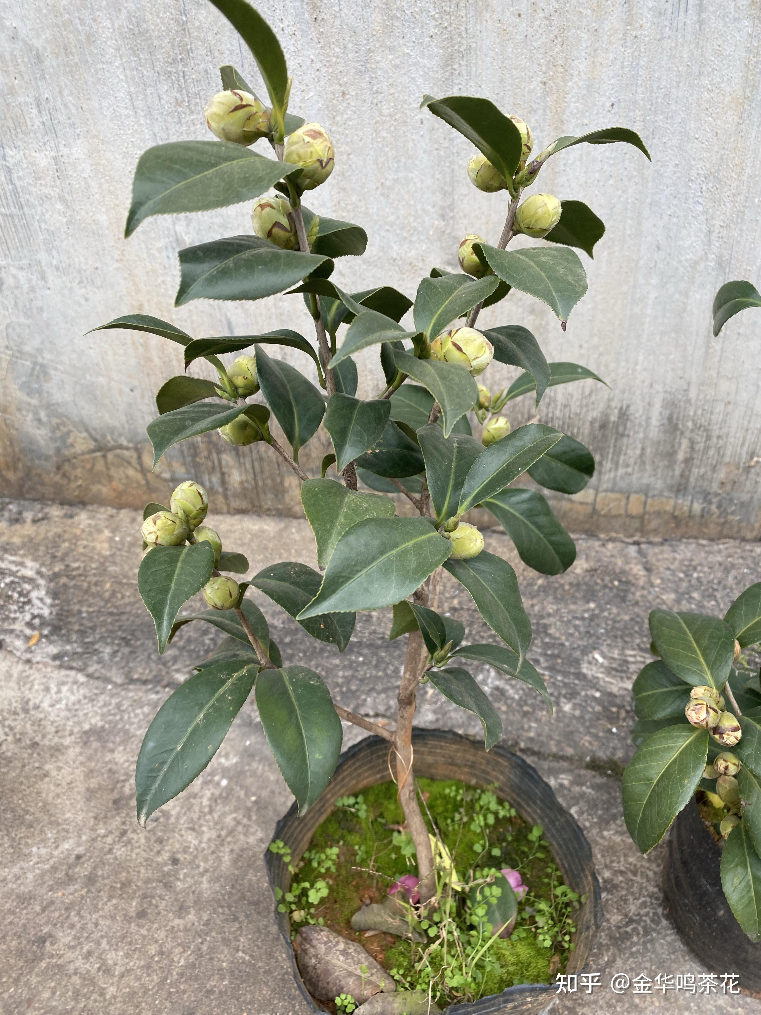 乔依茶花开了 - 知乎