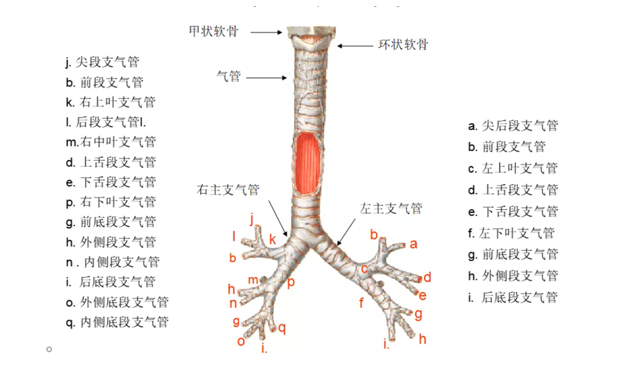 01让我们通过图片解析带您全面认识「呼吸系统」呼吸系统就是支气管吗