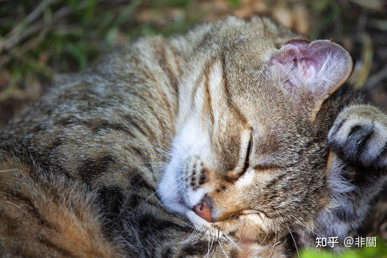 猫咪发情期铲屎官该如何应对? - 知乎