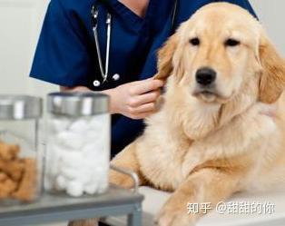 咋样才能让狗不会有虫 v2-d522354dad8f581ea82a652c7611c824_b.jpg