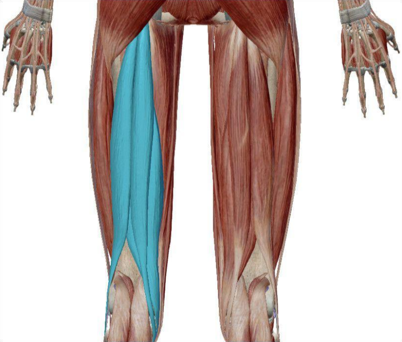 大腿后侧肌群图片
