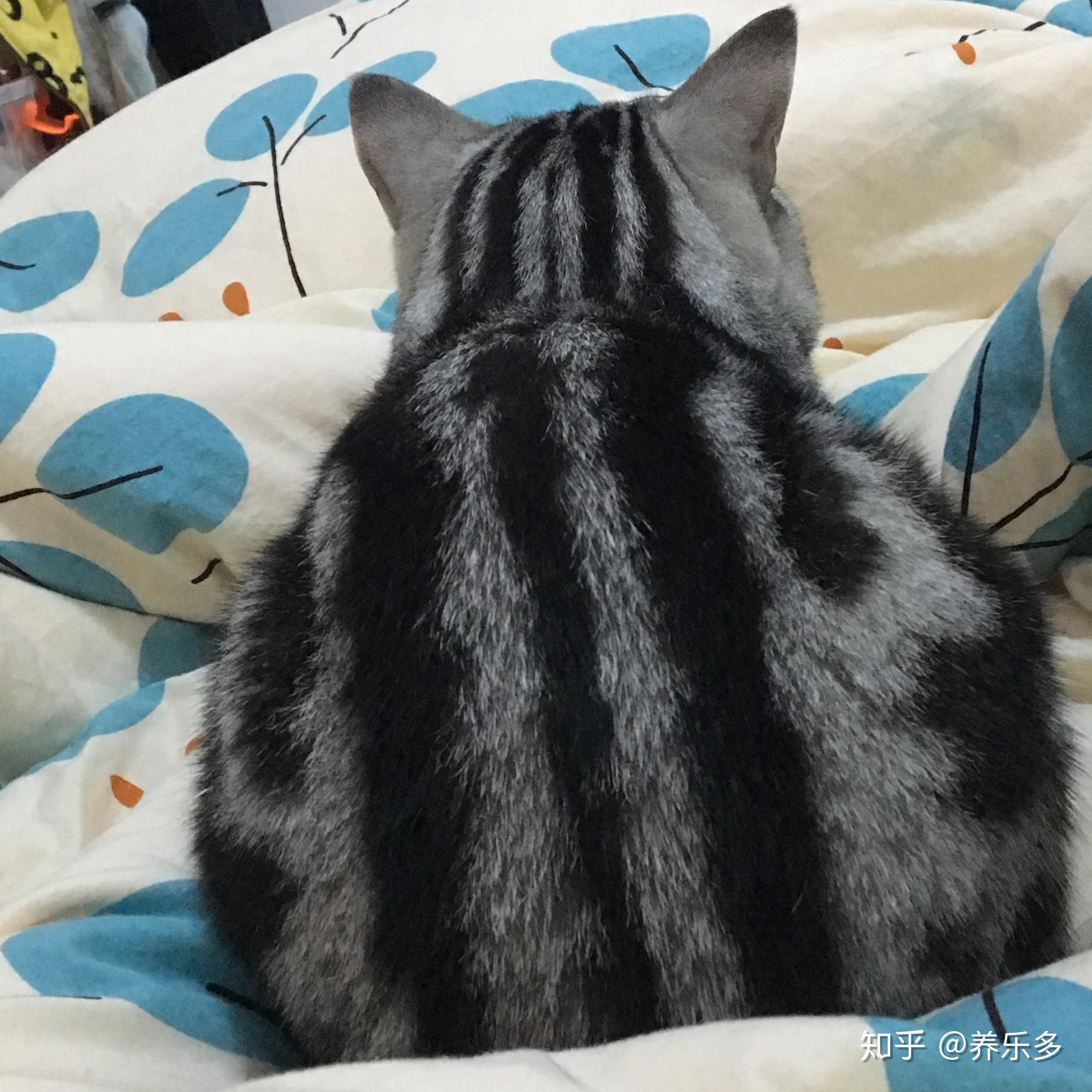 有类似这样的猫咪背影图吗