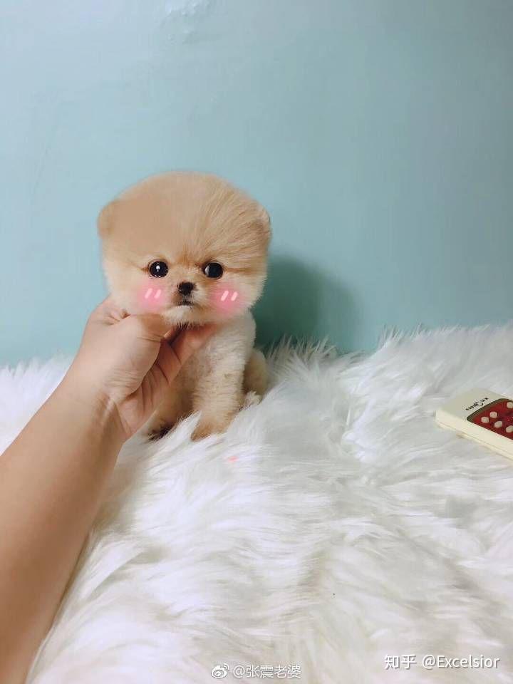 一只可爱的茶杯犬长什么样子