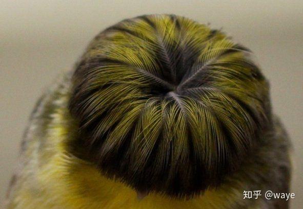 电鸟个灯泡长什么样? - 知乎