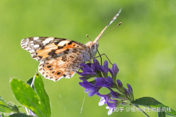 南京农业大学植物保护学院在PNAS发表研究论文，揭示了小红蛱蝶的种群