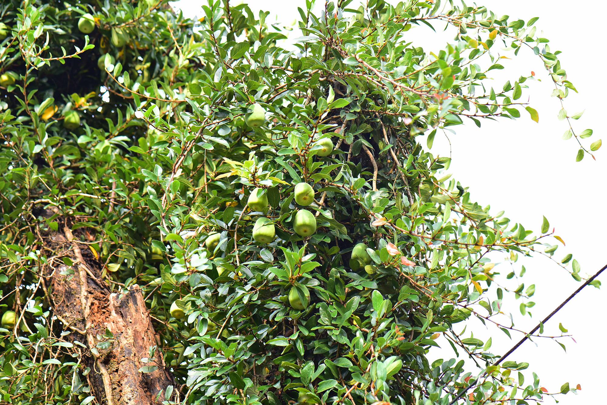 农村有种木馒头若见到哪怕没有果实也要采些枝条带回家
