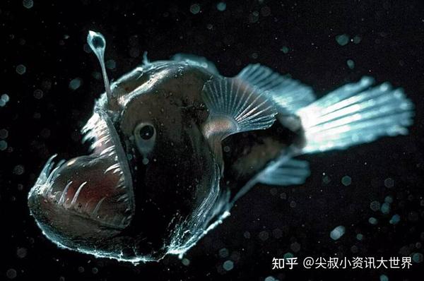 7 种看起来像魔幻生物的的真实海洋动物 - 知乎