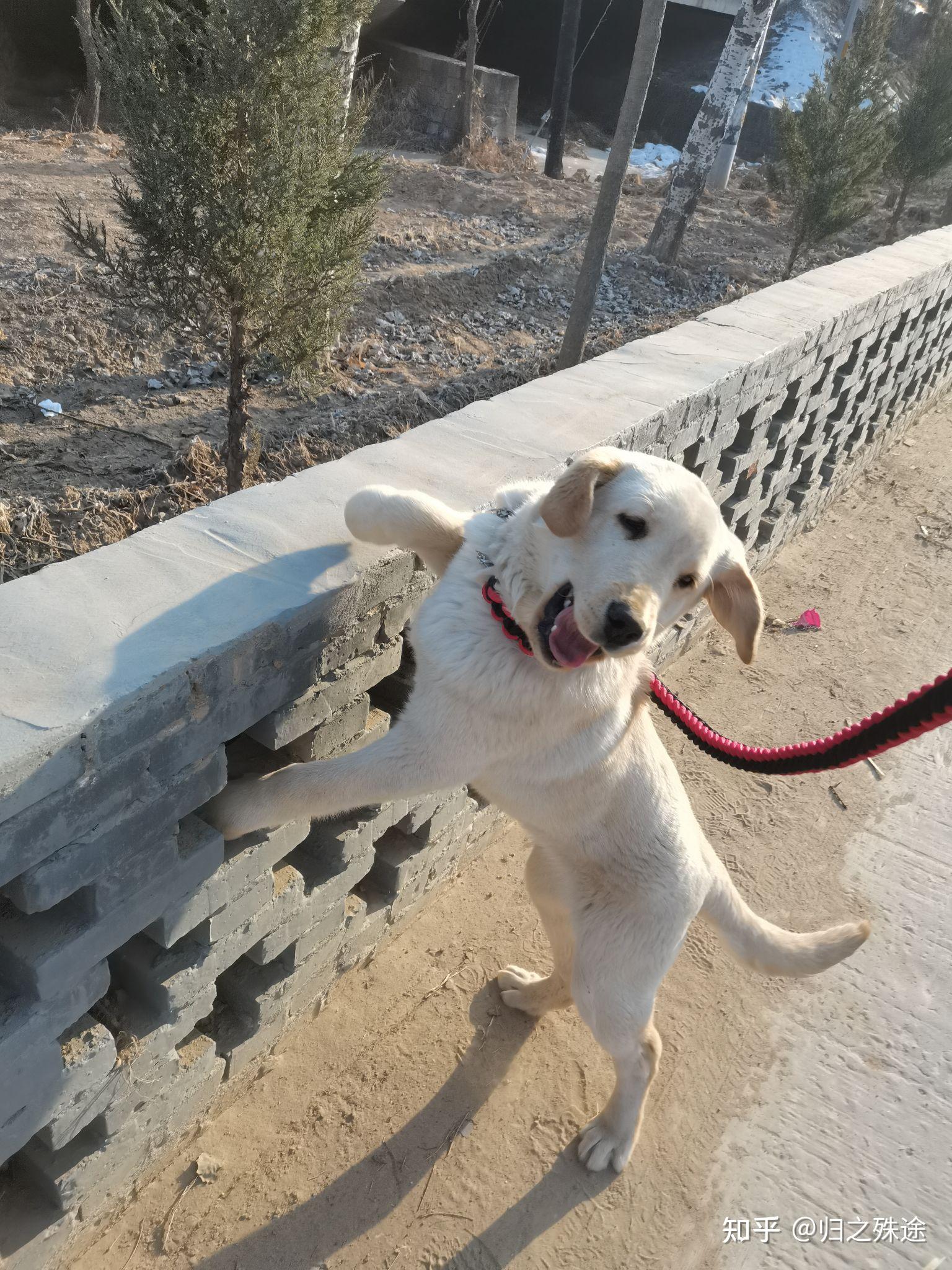 你家拉布拉多喜欢扒拉人嘛?