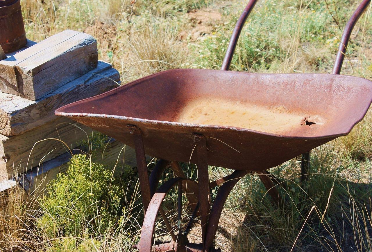 门前院子种什么树
