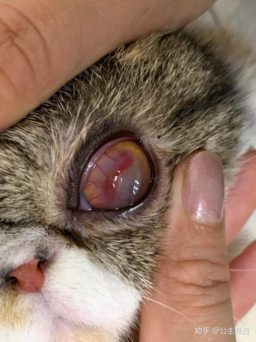 猫咪角膜溶解病例跟踪