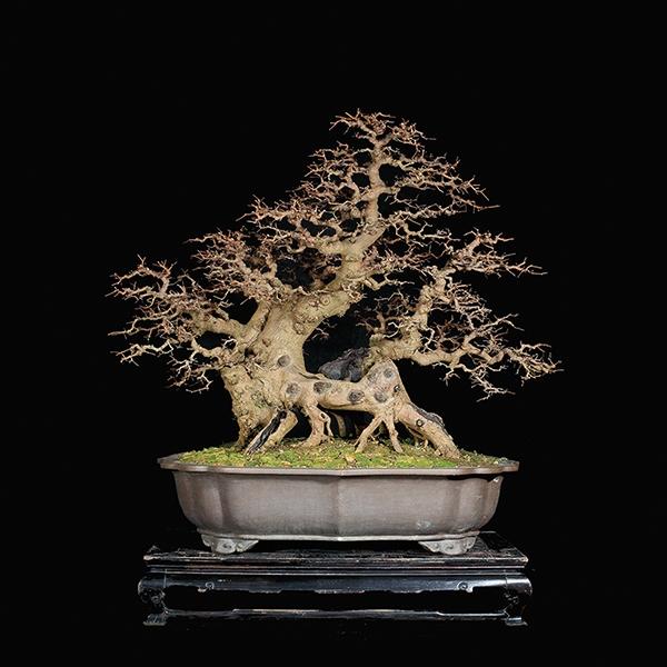 红牛盆景的鉴赏与栽培养护