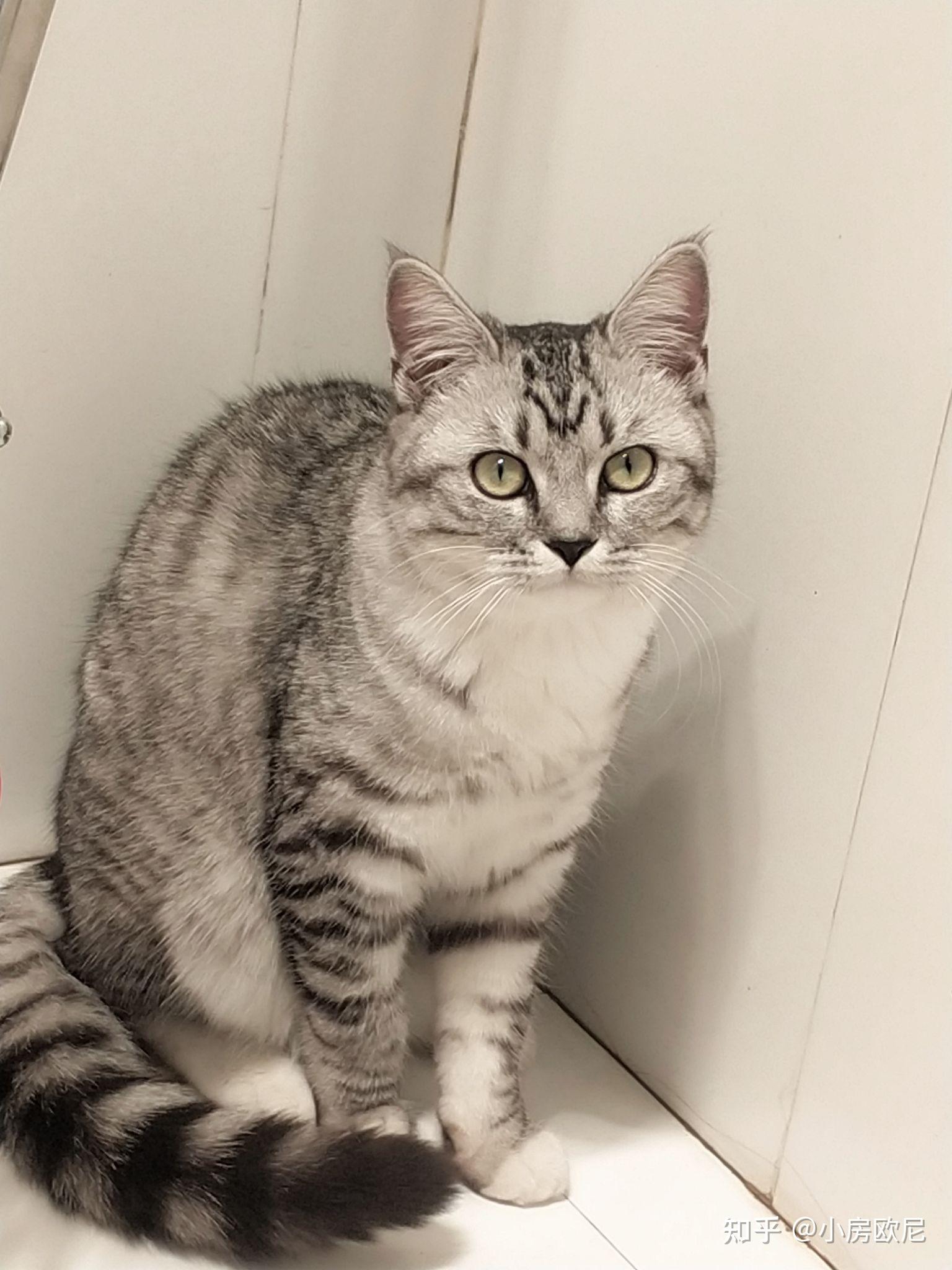 灰色狸花猫罕见吗?