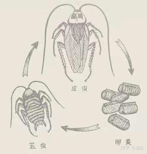 黑胸大蠊卵鞘图片