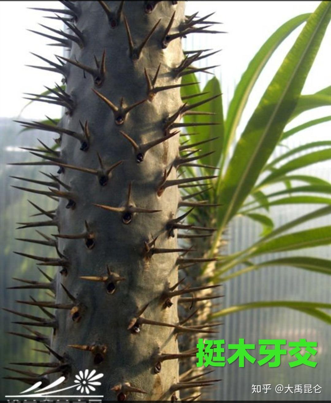 山海经之圣木曼兑挺木牙交