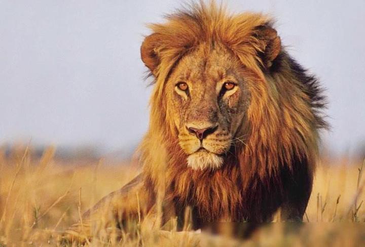 Entj 狮子的野心与大气 知乎