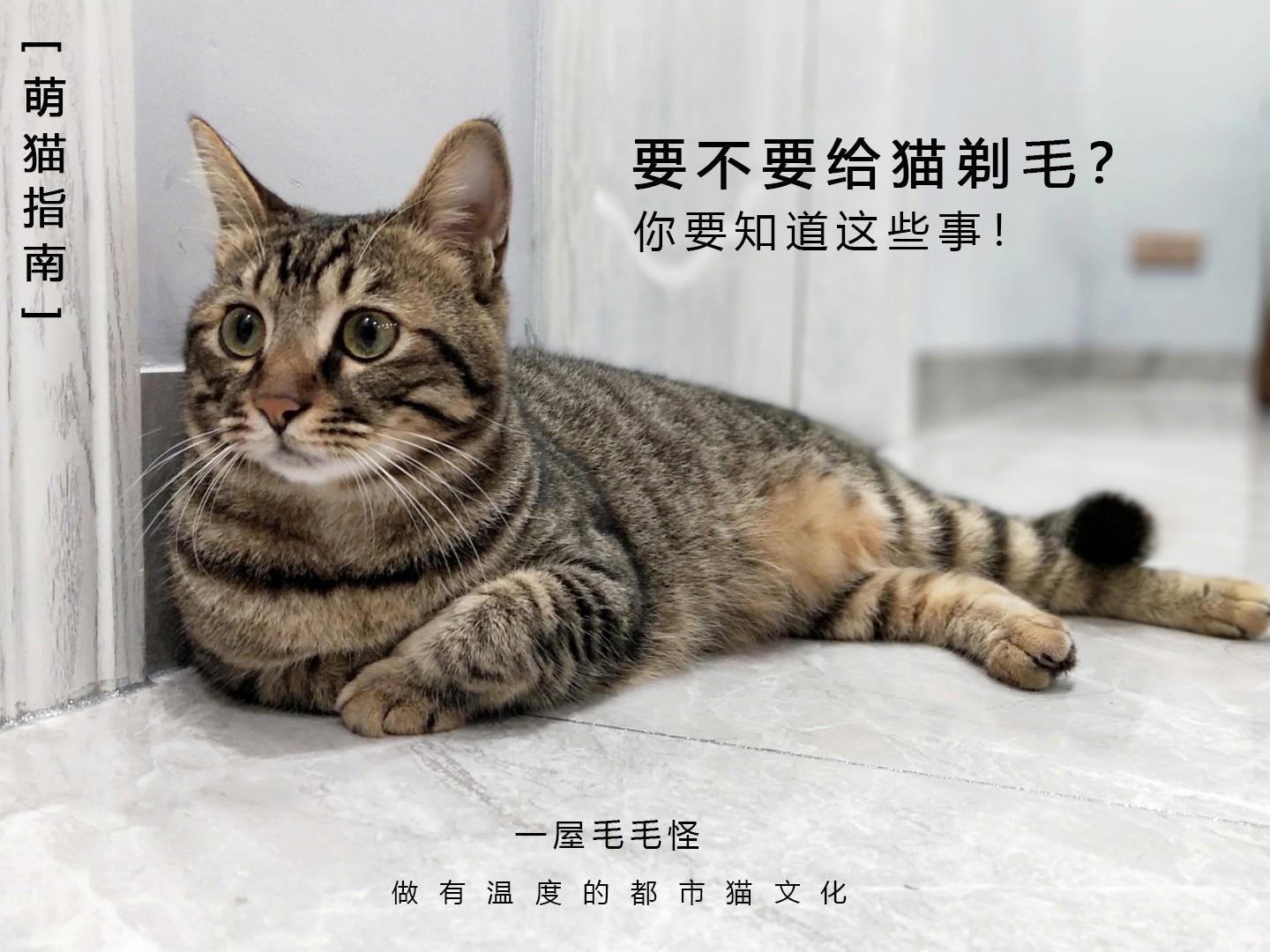 夏日养猫 就该给猫咪剃毛 你可能做错了 知乎
