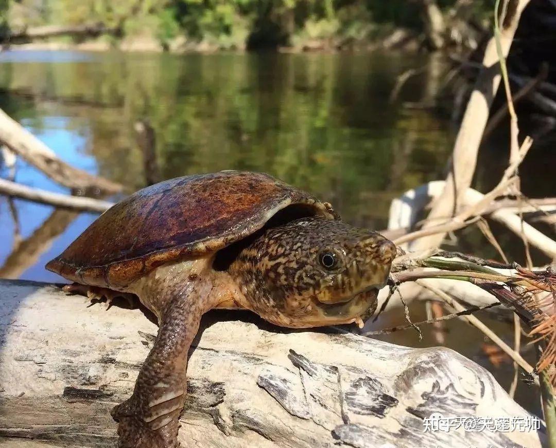 深水小老虎-虎纹麝香龟