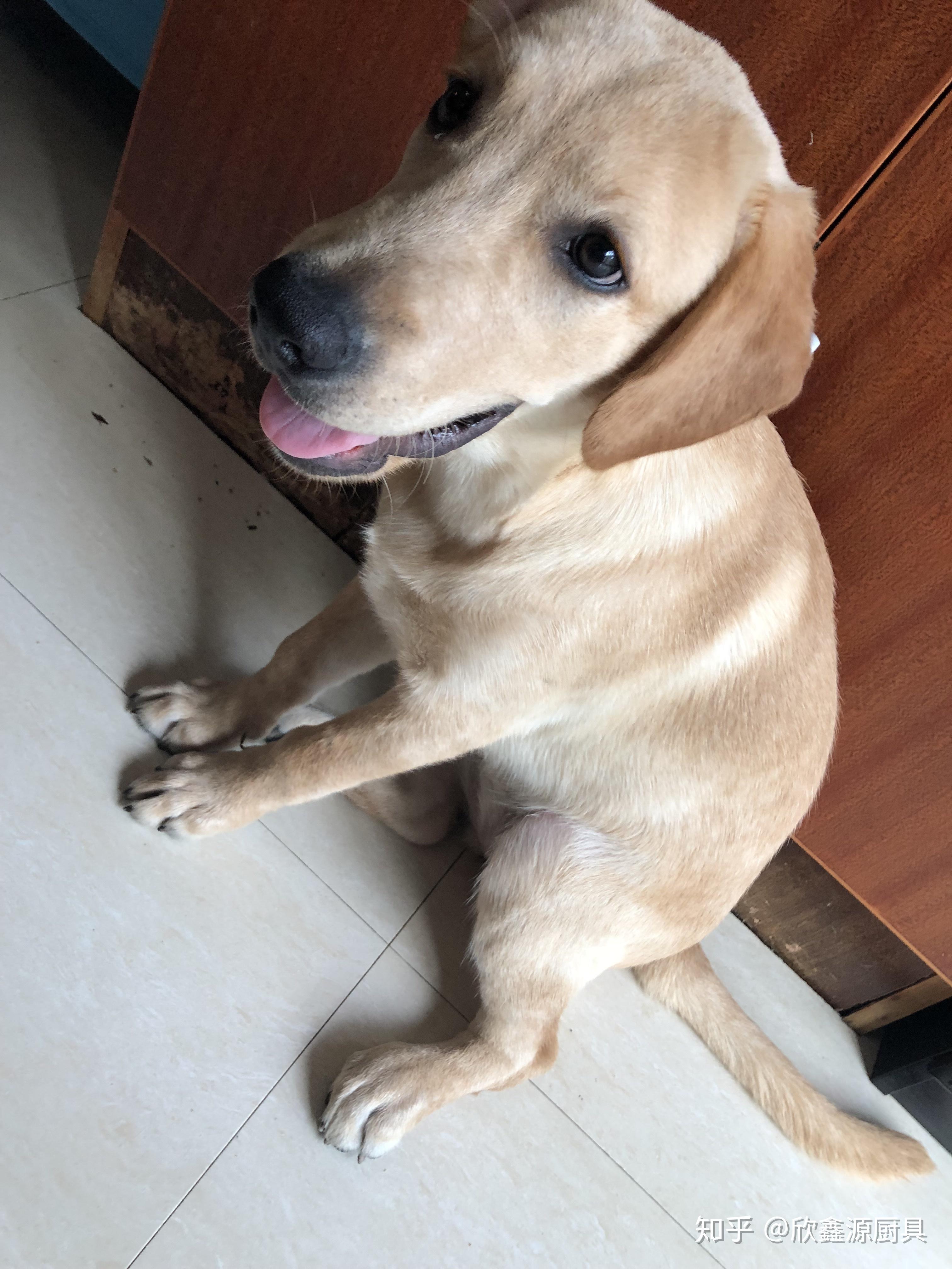 养只金毛一个月得花多少钱