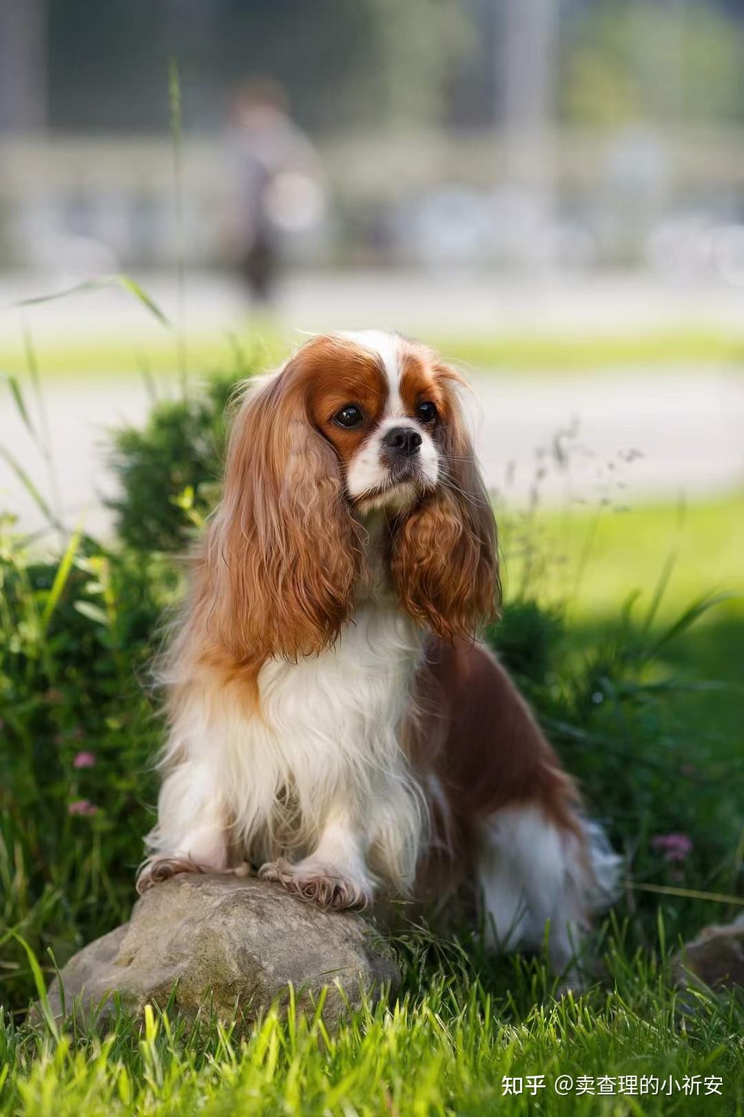 查理王小猎犬成年图片